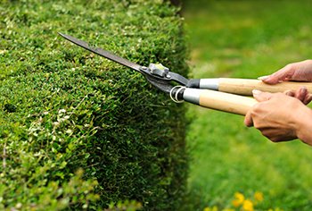 Johannesburg tree-trimming services